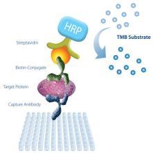 揭秘人肽-主要組織相容性復合體復合物（pMHC）ELISA試劑盒在組織研究中的應用